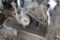 Ironhorse Kick Start Gas Engine, Missing Parts