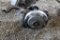Maytag Twin Cylinder Gas Engine, Appears Complete