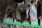 Lauson Model RLE Generator