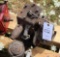 Briggs and Stratton Gas Engine, Missing Parts