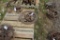 Two Engine Flywheels, Approx 11.5