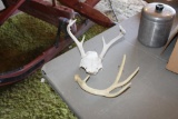 Deer antlers