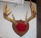 DEER ANTLER MOUNT