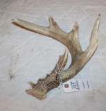 ANTLER SHED