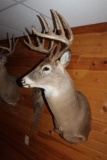 11 POINT DEER SHOULDER MOUNT