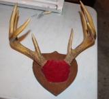 DEER ANTLER MOUNT