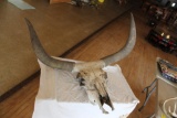 Longhorn Cattle Skull, 37