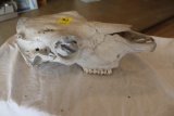 Cattle Skull, 18