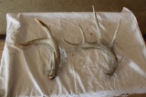 (2) Antlers, 5 point & 3 point