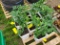 Qty Of 4   2 Year Old White Oak Seedlings