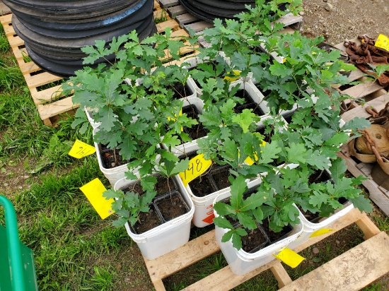 Qty Of 4   2 Year Old White Oak Seedlings