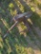 Loader Bucket Bale Spear