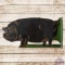 Unique Die Cut DST Flange Sign w/ Pig