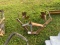 3 Point 1 Row Cultivator
