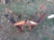 Three Point One Row Cultivator