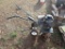 Bolens Gasoline Front Tine Tiller
