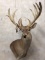 Whitetail Wall Pedestal in Velvet w/Several Drop Tines