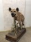 Lifesize Hyena on Base -Really Cool