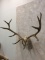 Elk Skull w/Antlers