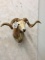 Texas Dall Sheep Sh Mt