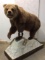 Lifesize Grizzly Bear on 4 Legs