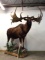 Reproduction Lifesize Irish Elk -Moose Hide