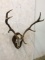 Red Stag Skull w/Antlers on Plaque