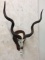 Kudu Skull w/Horns on Plaque
