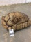 Sealed Sulcata Turtle Shell