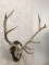 Elk Antlers w/Skull on Plaque