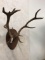 Red Stag Antlers on Plaque