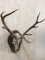 Elk Antlers w/Skull on Plaque