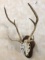 Sika Antlers w/Skull on Plaque