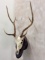 Axis deer Antlers w/Skull on Plaque