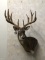 WHITETAIL WALL PEDESTAL W/REPRODUCTION ANTLERS