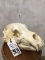 GRIZZLY BEAR SKULL 9.5x16.25