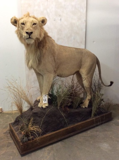 Lifesize African Lion on Base (TX RESIDENTS ONLY)