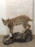 Beautiful Lifesize Lynx on Base