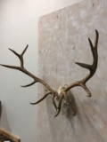 Elk Skull w/Antlers