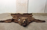 Grizzly Bear Rug w/XL Mounted Head -Real Claws