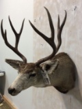 Mule Deer Sh Mt w/Loose Antler