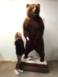 XL Kamchatka Bear 1994 on Back Legs 7.5' tall w/Real Claws