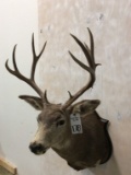 Mule Deer Sh Mt on Plaque