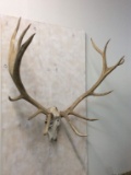 7x7 Elk Skull w/Antlers