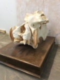 Hippo Skull w/Real Teeth on Base