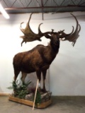 Reproduction Lifesize Irish Elk -Moose Hide