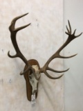 Red Stag Skull on Plaque