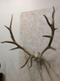 1/2 Elk Skull w/7x7 Antlers