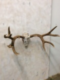 XL Mule Deer Skull w/Antlers