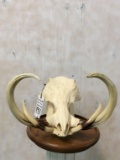 Real Warthog Skull w/XL Reproduction Tusks